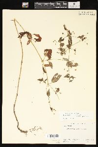 Lysimachia radicans image