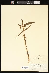 Lysimachia thyrsiflora image