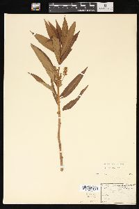 Lysimachia thyrsiflora image