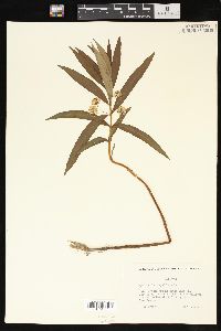 Lysimachia thyrsiflora image