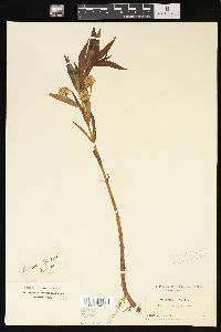 Lysimachia thyrsiflora image