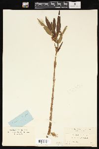 Lysimachia thyrsiflora image