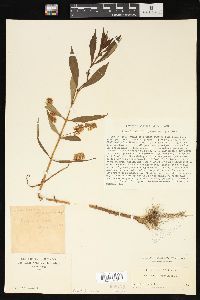 Lysimachia thyrsiflora image