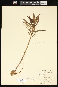 Lysimachia thyrsiflora image