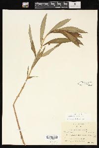 Lysimachia thyrsiflora image