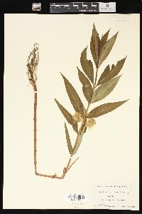 Lysimachia thyrsiflora image