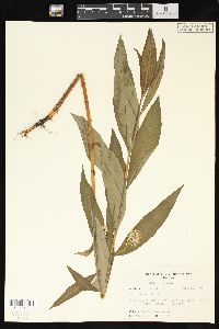 Lysimachia thyrsiflora image