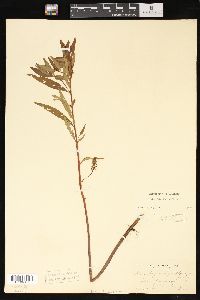 Lysimachia thyrsiflora image