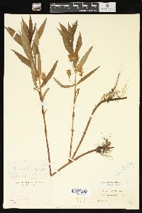 Lysimachia thyrsiflora image