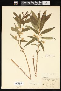 Lysimachia thyrsiflora image