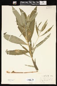 Lysimachia thyrsiflora image