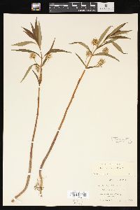 Lysimachia thyrsiflora image