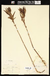 Lysimachia thyrsiflora image