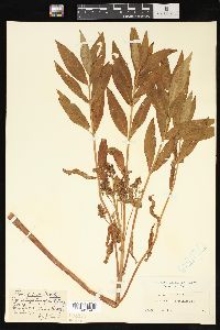 Lysimachia thyrsiflora image