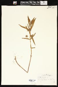 Lysimachia thyrsiflora image