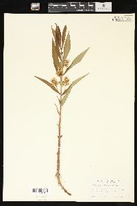 Lysimachia thyrsiflora image