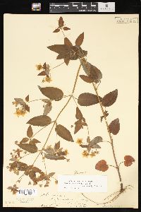 Lysimachia tonsa image