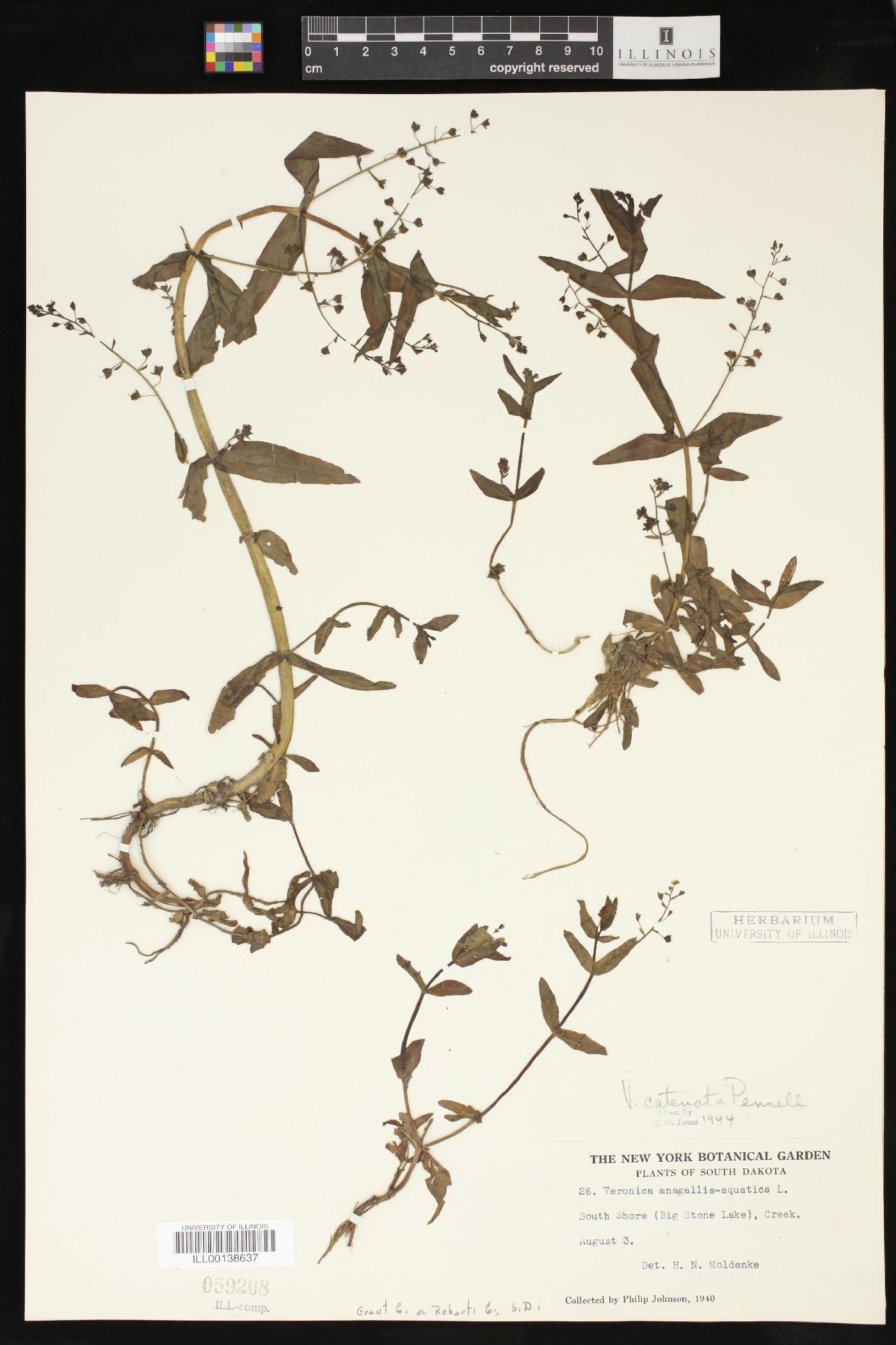 Veronica catenata image