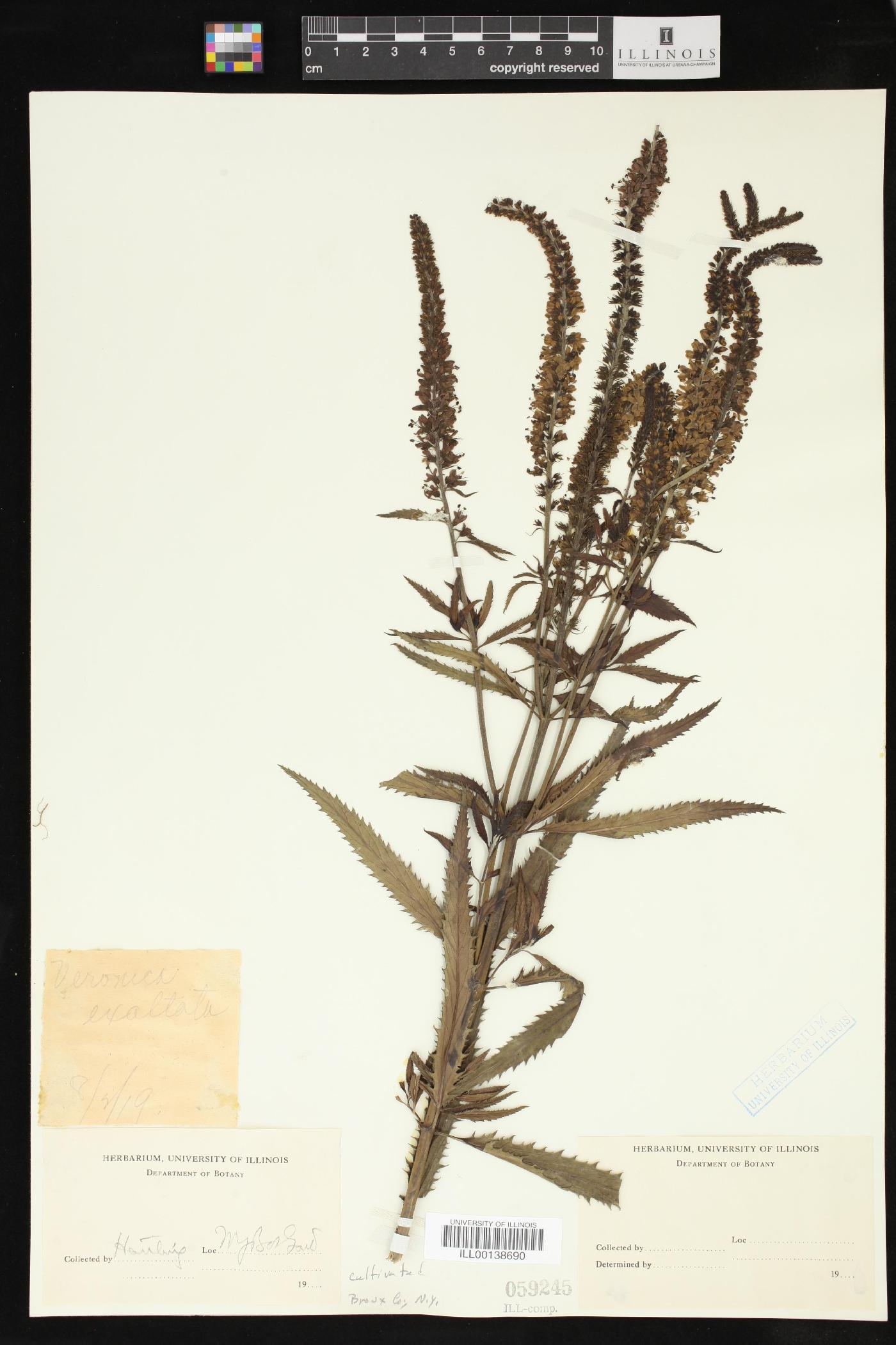 Veronica maritima image