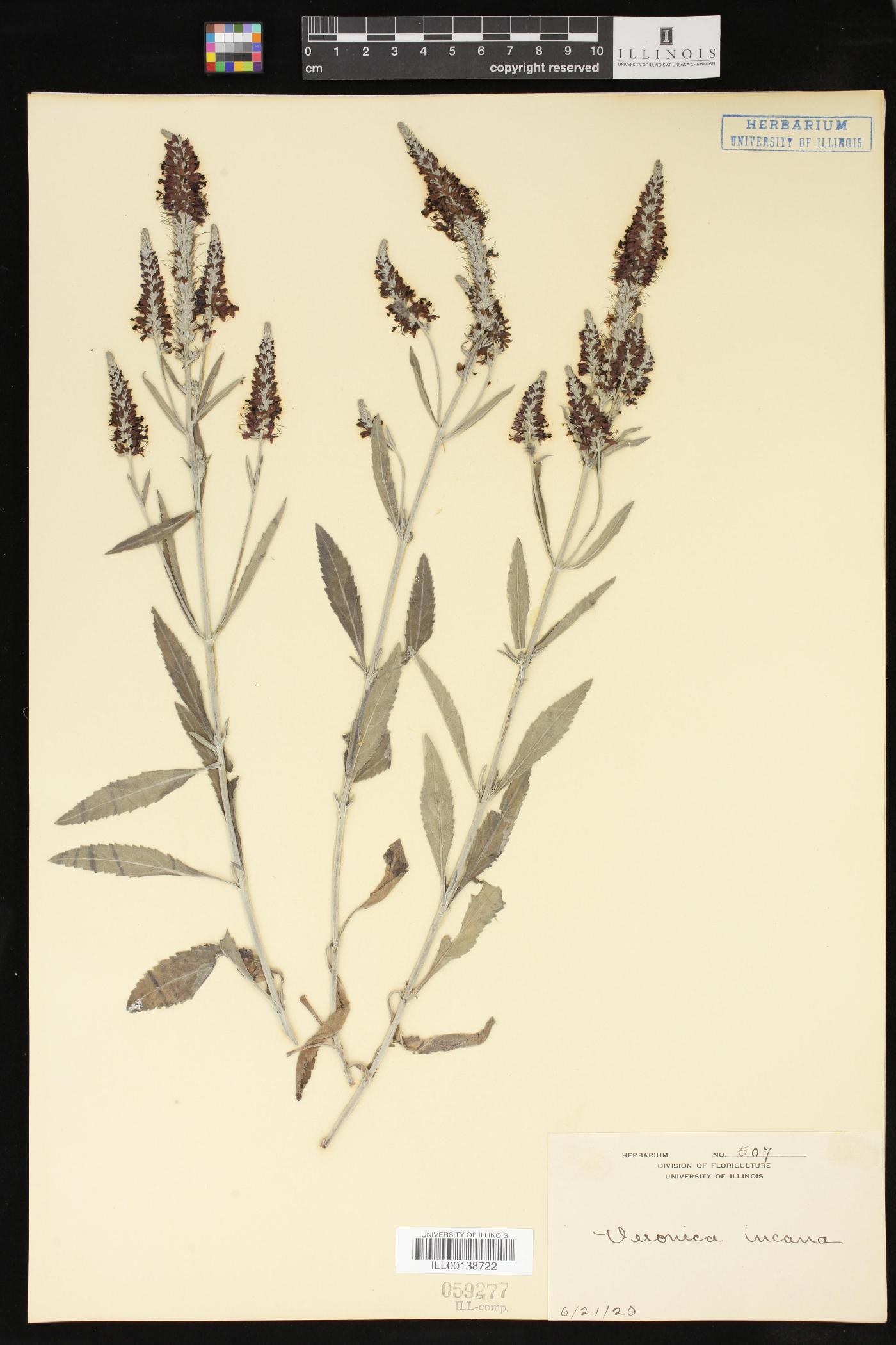 Veronica incana image