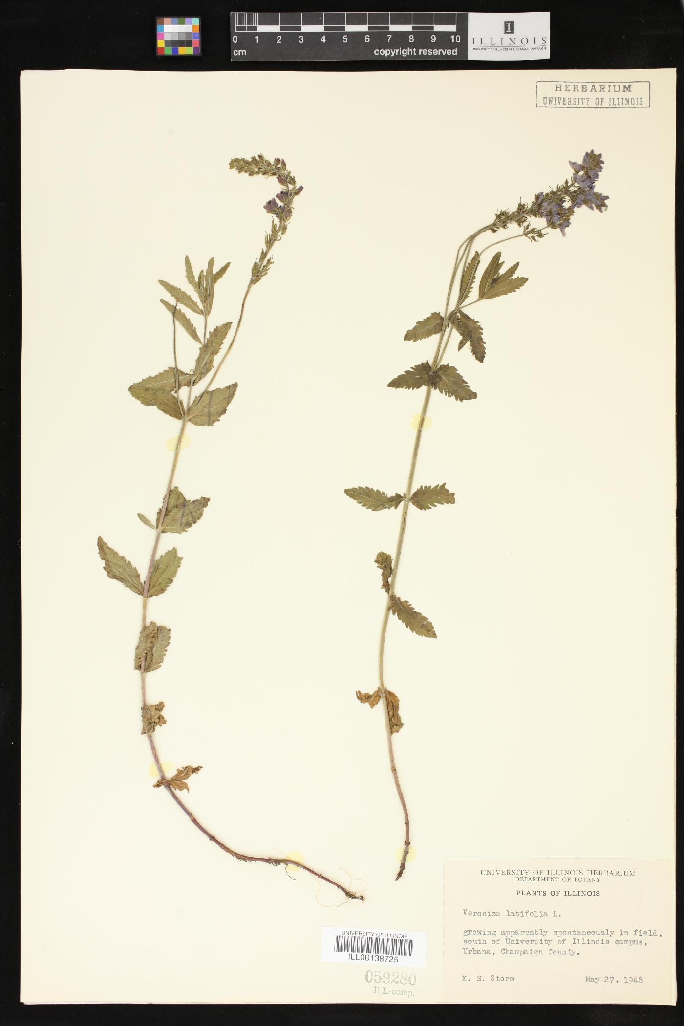 Veronica latifolia image