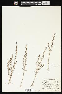 Veronica peregrina subsp. xalapensis image