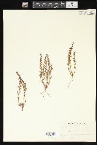 Veronica peregrina subsp. xalapensis image