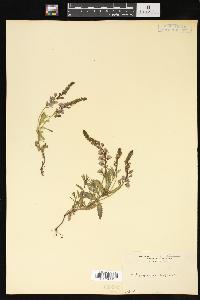 Veronica repens image