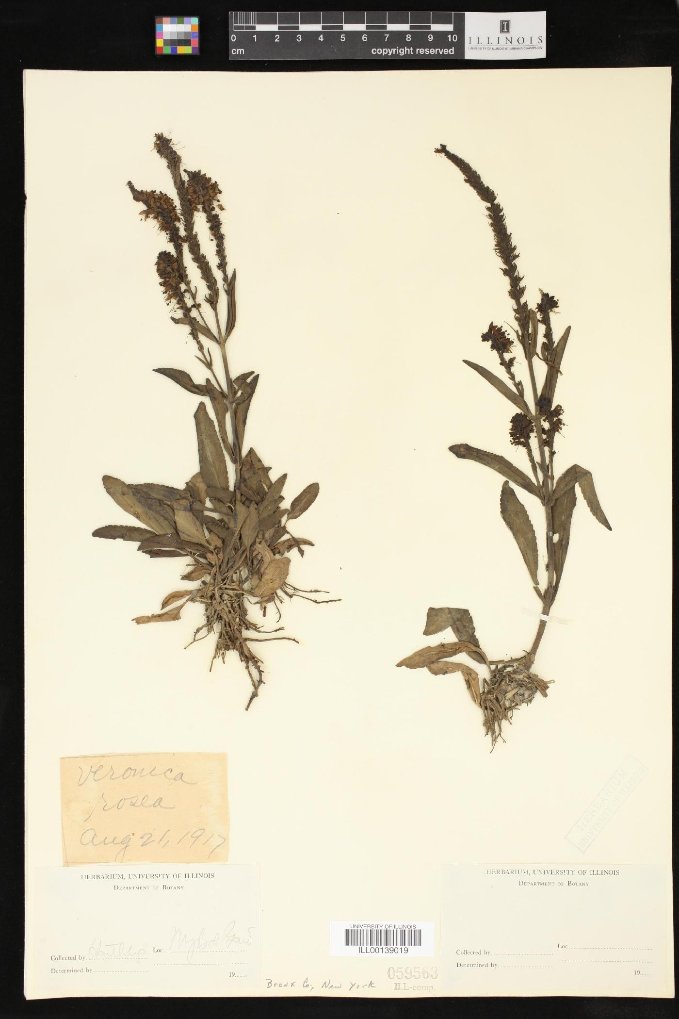 Veronica rosea image