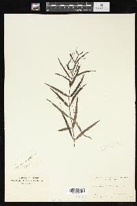 Veronica scutellata image