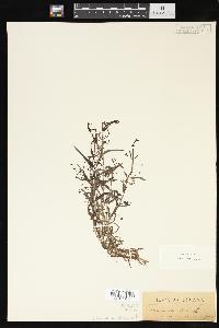 Veronica scutellata image