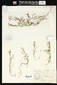 Veronica scutellata image