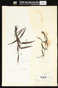 Veronica scutellata image