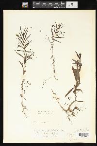 Veronica scutellata image