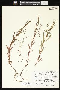 Veronica scutellata image