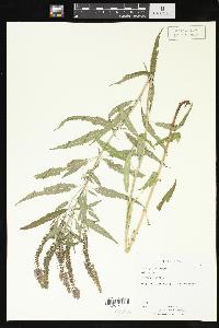 Veronica spuria image