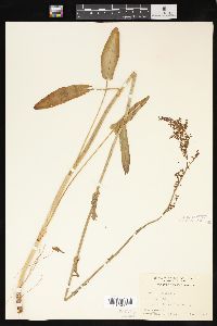 Rumex acetosa image