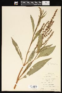 Rumex altissimus image