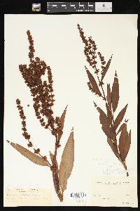 Rumex altissimus image