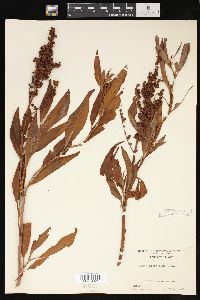 Rumex altissimus image