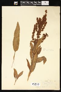 Rumex altissimus image