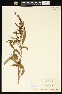 Rumex altissimus image