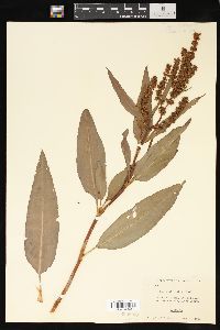 Rumex altissimus image