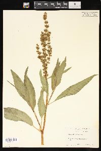 Rumex altissimus image