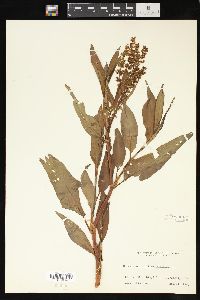 Rumex altissimus image