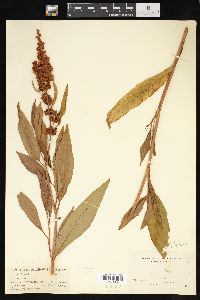 Rumex altissimus image