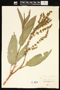 Rumex altissimus image