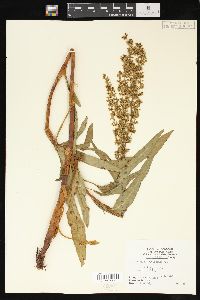 Rumex altissimus image