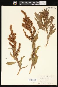 Rumex altissimus image