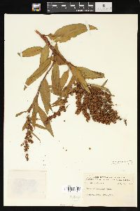 Rumex altissimus image